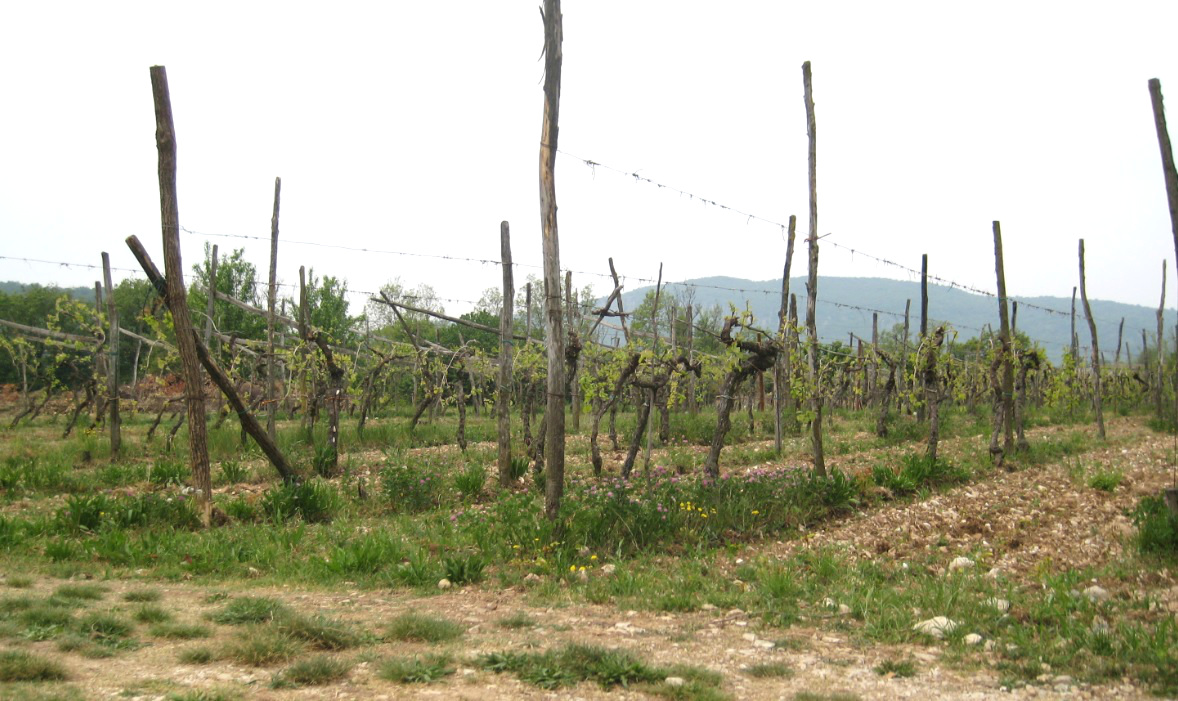 Weinanbau in Peschiera del Garda