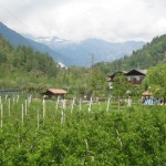 Weinanbau am Lago di Garda